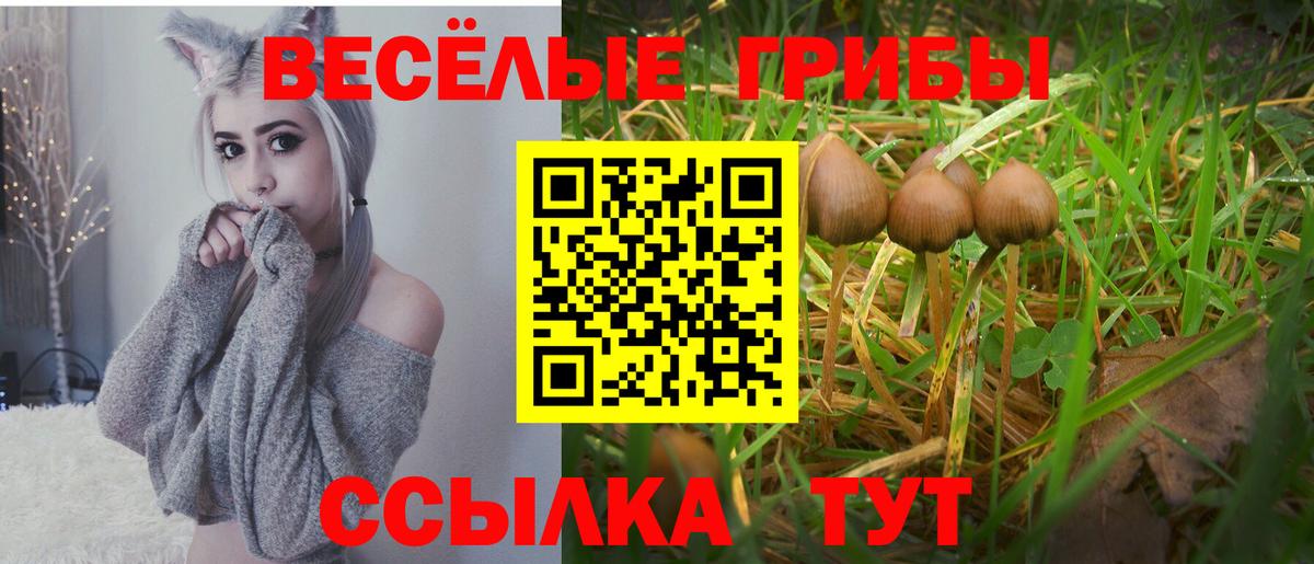 Псилоцибиновые грибы мицелий Кинешма